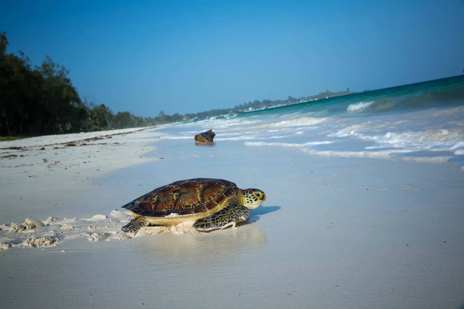 A green sea turtle crawls across a pristine white sandy beach toward the turquoise ocean waves under a clear blue sky, evoking a serene and natural mood.