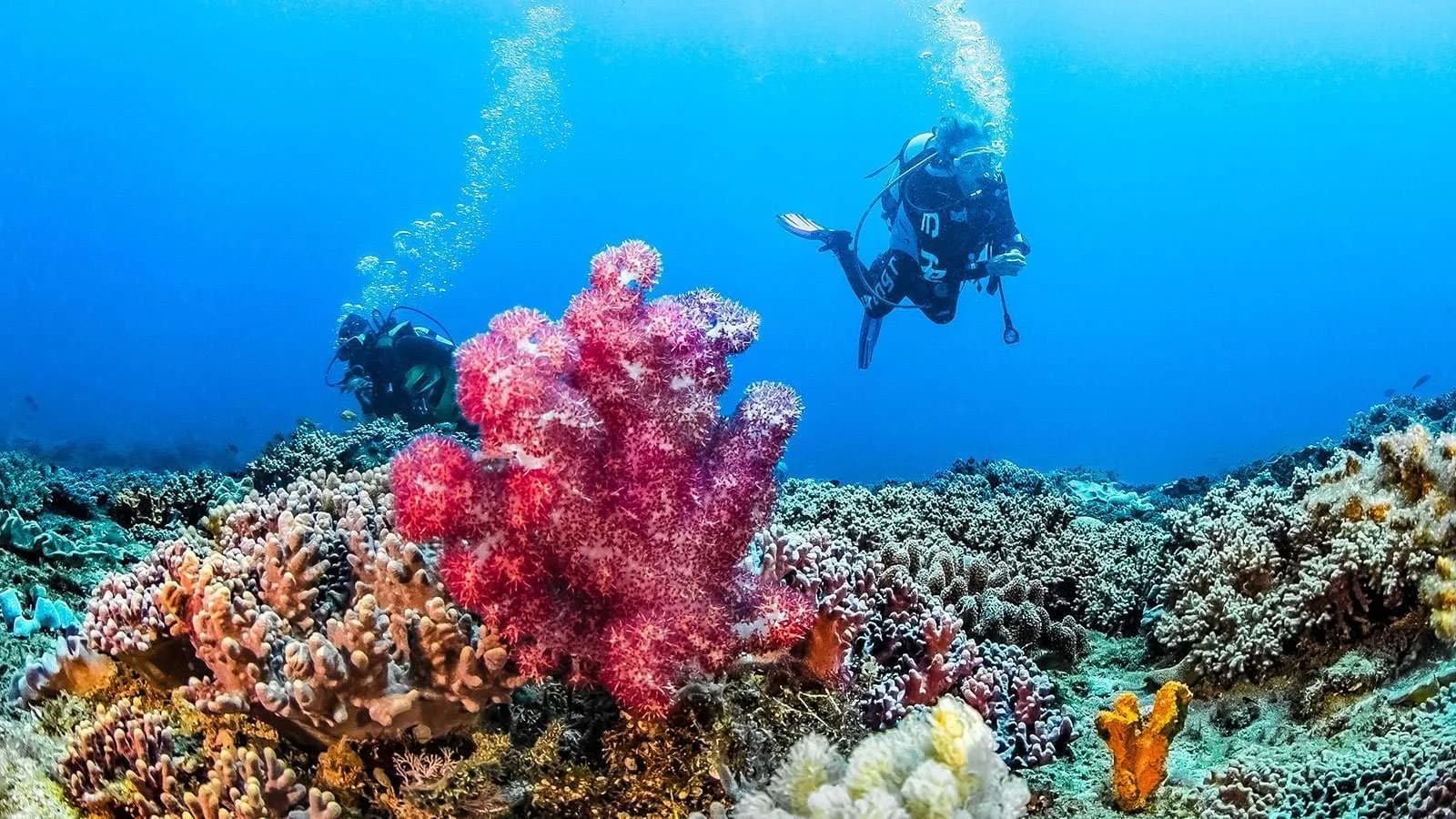 Two scuba divers explore a vibrant coral reef teeming with colorful marine life in clear blue underwater waters, evoking a sense of adventure and wonder.